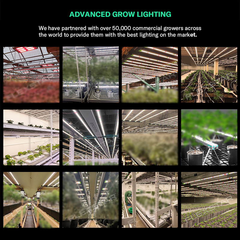 Lm301h Evo 281b Full Spectrum  - огляд і ціна Led Grow Light